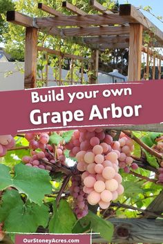 grapes growing on the vine with text overlay that reads build your own grape arbor