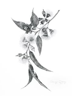 a drawing of flowers on a white background