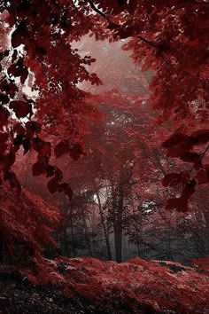 red trees in the woods on a foggy day with light coming from behind them