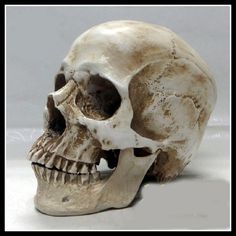 a human skull is shown on a white surface with no one in the photo to describe it