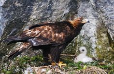 an adult bird standing next to a baby bird in front of a large rock wall