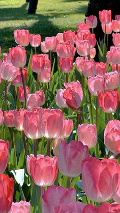 many pink tulips blooming in the park