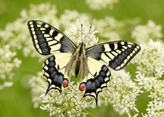 a yellow and black butterfly sitting on top of a white flower filled with lots of flowers