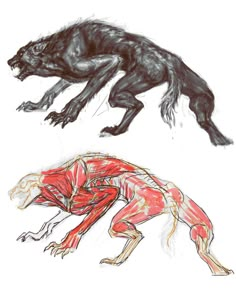 two drawings of the same animal in different positions