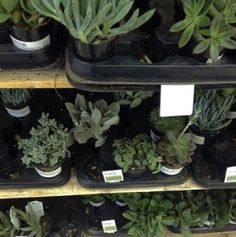 there are many plants that are on the shelves