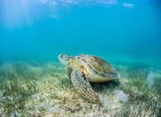 a sea turtle swimming in the ocean