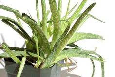 a potted plant with green leaves on the top and bottom, in front of a white background