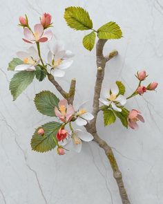 a branch with white and pink flowers on it