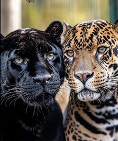 two black and one brown leopard standing next to each other