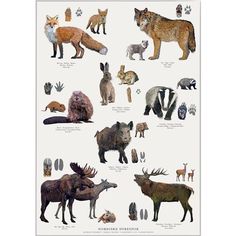 a poster with different types of wild animals on it's sides and the names of each animal