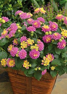 a basket filled with purple and yellow flowers on top of a stone floor next to green plants