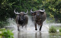 two bulls running through water with trees in the background