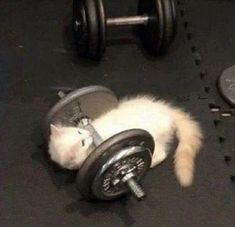 a white cat laying on top of a gym floor next to a dumbble bar