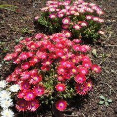 some pink and white flowers in the dirt