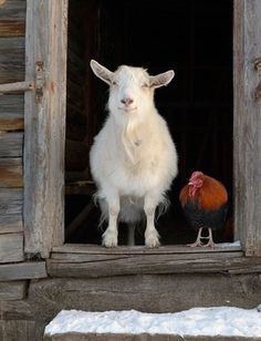 a white goat standing in a window next to a red bird