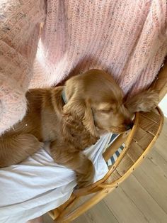 a small brown dog laying in a wicker chair