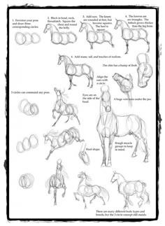 the horse's body is shown in several different ways, including how to draw it