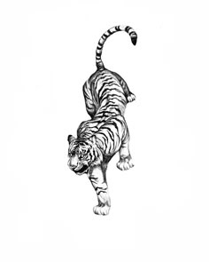 a black and white drawing of a tiger on its hind legs with one paw in the air