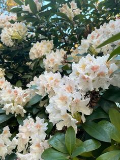 white flowers are blooming on the branches of trees