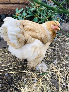 a brown and white chicken standing on top of dry grass