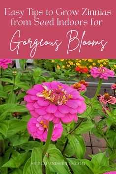 pink flowers with text overlay saying easy tips to grow zinnias from seed indoors for