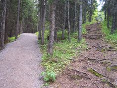 a dirt path in the middle of a forest