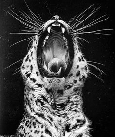 a black and white photo of a leopard with its mouth open