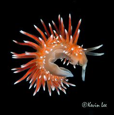 an orange and white sea urchin on black background