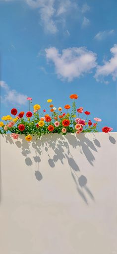 flowers are growing out of the top of a wall with long shadows on it's sides