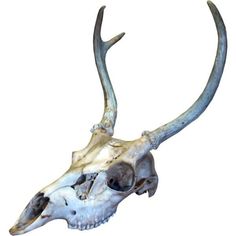 an animal's skull is shown on a white background with no image to describe