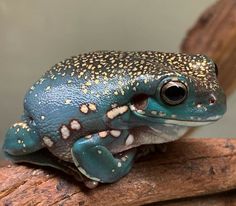 a blue and white frog sitting on top of a wooden branch with gold speckles