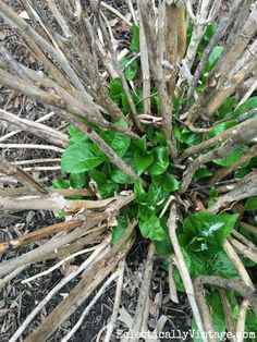 some green plants growing out of the ground in front of grass and wood sticks on the ground