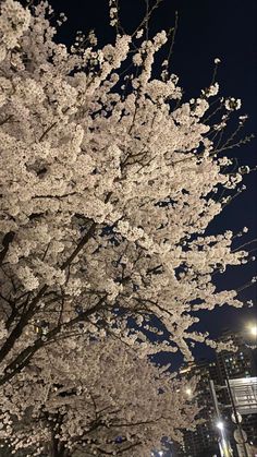 the trees are blooming in the city at night, and there is no image on this page to describe