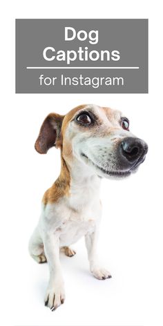 a dog is looking up at the camera with caption for instagram on it