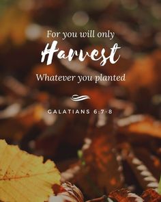 Galatians 6:8, Galatians 6:7-8, Galatians 6 7, Life Quotes In Hindi, Bible Wallpaper, Threshing Floor, Quotes Jesus, Galatians 6, Quotes For Life