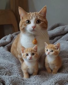 an orange and white cat sitting on top of two small kittens in a blanket