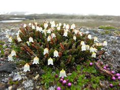 small white flowers growing out of the ground on a rocky surface with snow in the background