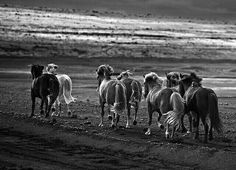 a group of horses standing on top of a sandy beach next to the ocean with waves in the background