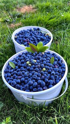 two buckets filled with blueberries sitting in the grass