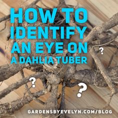 a tree with the words how to identify an eye on dahlia tuber?