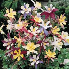 a bunch of flowers that are sitting in the grass and some plants behind them with green leaves