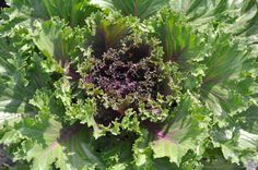 an overhead view of a green and purple leafy plant