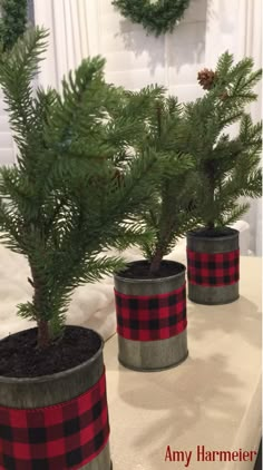 three potted trees are sitting on a table