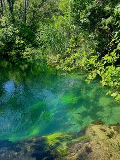 the water is very clear and blue in this area with green plants on either side