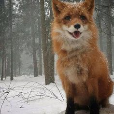 a red fox sitting on top of a snow covered rock in front of some trees