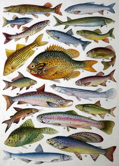 an illustration of different types of fish