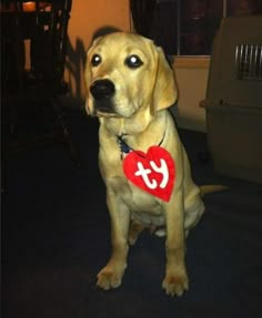 a dog sitting on the floor with a red heart around it's neck that says yt