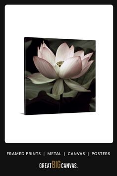 a large pink flower sitting on top of a black and white background with the words framed prints metal canvass posters