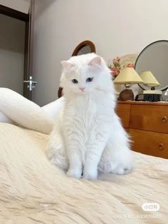 a white cat sitting on top of a bed next to a wooden dresser and mirror