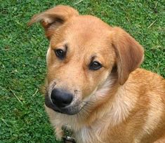 a brown dog sitting on top of a lush green field